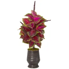 2.5ft. Pink Coleus in Decorative Planter