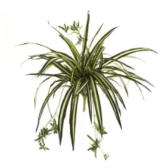 23" Spider Plant Bush, 4ct.