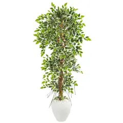 5.5ft. Elegant Ficus Tree in Decorative White Planter