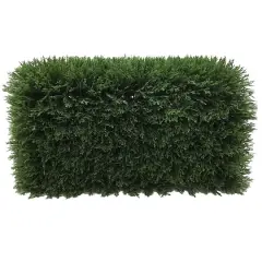 2ft. Green Cedar Hedge