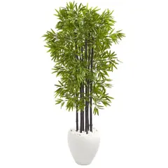 5ft. Bamboo Tree with Black Trunks in Decorative White Planter