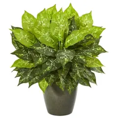 20" Dumb Cane in Green Planter