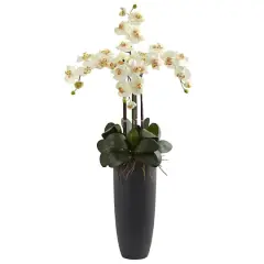 3.5ft. Phalaenopsis Orchid Arrangement with Bullet Planter Cream