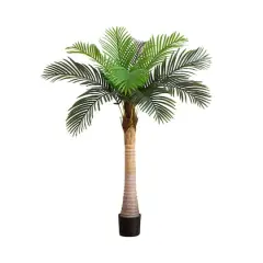 5ft. Potted Coconut Palm Tree