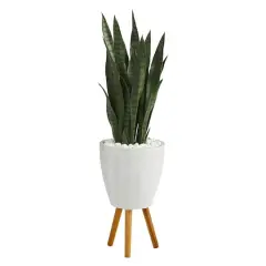 4ft. Snake Plant in White Planter with Stand