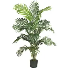 6ft. Potted Paradise Palm