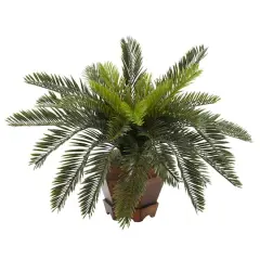 15" Cycas with Hexagon Vase