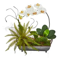 20" Phalaenopsis Orchid & Fern Arrangement in Metal Tray Cream