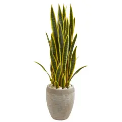 3.5ft. Snake Plant in Sand Colored Planter