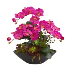 21" Moth Orchid & Mixed Succulent Garden in Black Vase