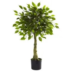 3ft. Potted Ficus Tree