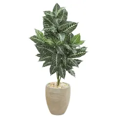 4ft. Zebra Plant in Sand Colored Planter
