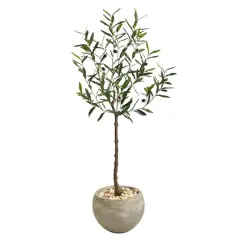 4ft. Olive Tree in Sand Colored Planter