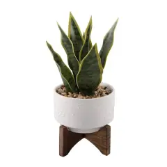 Flora Bunda&reg; 9.7" Snake Plant in Ceramic Pot with Wood Stand