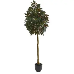 6ft. Potted Capensia Ficus Tree
