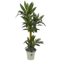 5ft. Yucca Plant in Decorative Planter