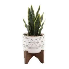 Flora Bunda&reg; 12" Snake Plant In Ceramic On Stand