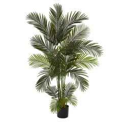5.5ft. Potted Areca Palm Tree