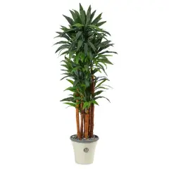 5.5ft. Dracaena Tree in Decorative Planter