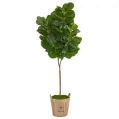 6ft. Fiddle Leaf Fig Tree in Farmhouse Planter