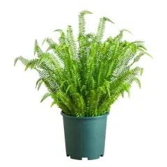 4ft. UV Resistant Artificial Boston Fern Plant with Real Touch Leaves (Indoor/Outdoor)