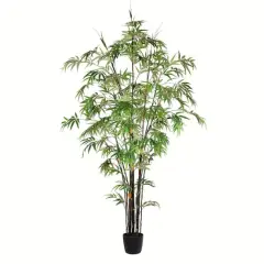 7ft. Potted Black Japanese Bamboo Tree