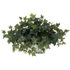 14" Ivy in White Planter