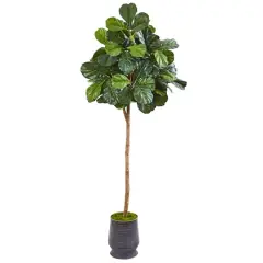6.7ft. Fiddle Leaf Fig Tree in Metal Planter