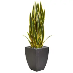 3.5ft. Snake Plant in Black Planter