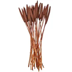Dried Plant Bunny Tail Natural Foliage with Long Stems Dark Brown