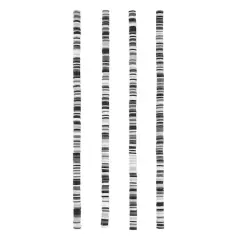 $product['description']['title']}