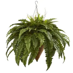 2ft. Boston Fern with Cone Hanging Basket