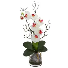 24" Moth Orchid in Clear Vase White