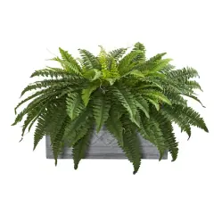 2.5ft. Boston Fern Plant in Stone Planter
