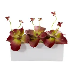 11" Succulent Plant in White Planter