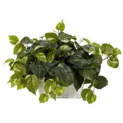 14" Pothos with White Wash Planter