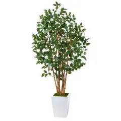 5.5ft. Bushy Ficus Tree in White Metal Planter