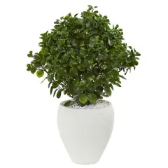 2.6ft. Peperomia Plant in White Planter