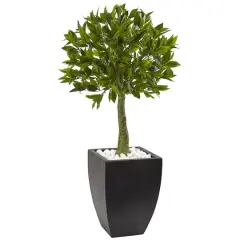 3.5ft. Bay Leaf Topiary in Black Wash Planter
