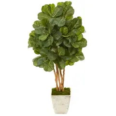 4.3ft. Fiddle Leaf Fig Tree in Country White Planter