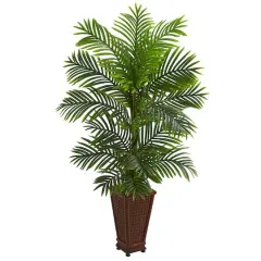 5ft. Kentia Palm Tree in Decorative Planter