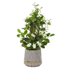 2ft. Madagascar Jasmine Plant in Stoneware Planter