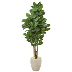 5ft. Rubber Leaf Tree in Sand Colored Planter