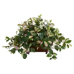 16" Hoya in Decorative Planter
