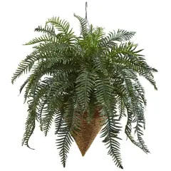 2.5ft. Giant River Fern with Cone Hanging Basket
