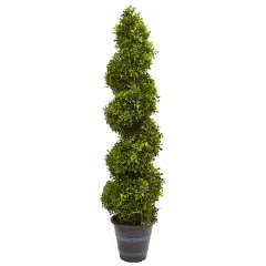 4ft. Boxwood Spiral Topiary in Planter