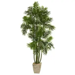 6ft. Areca Palm Tree in Country White Planter