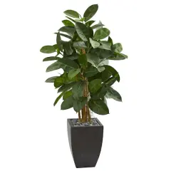 4.5ft. Rubber Tree in Black Planter