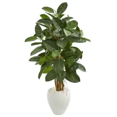 4.5ft. Rubber Tree in White Planter