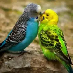 Sparkly Selections Beginner Two Parakeets Diamond Painting Kit, Round Diamonds